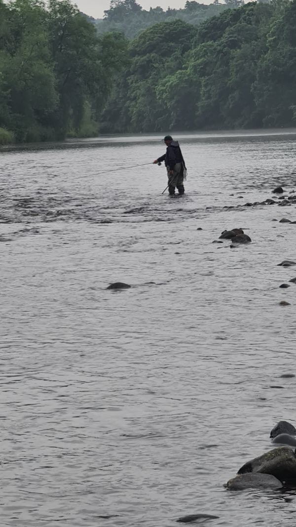 Sea_Trout Tyne 