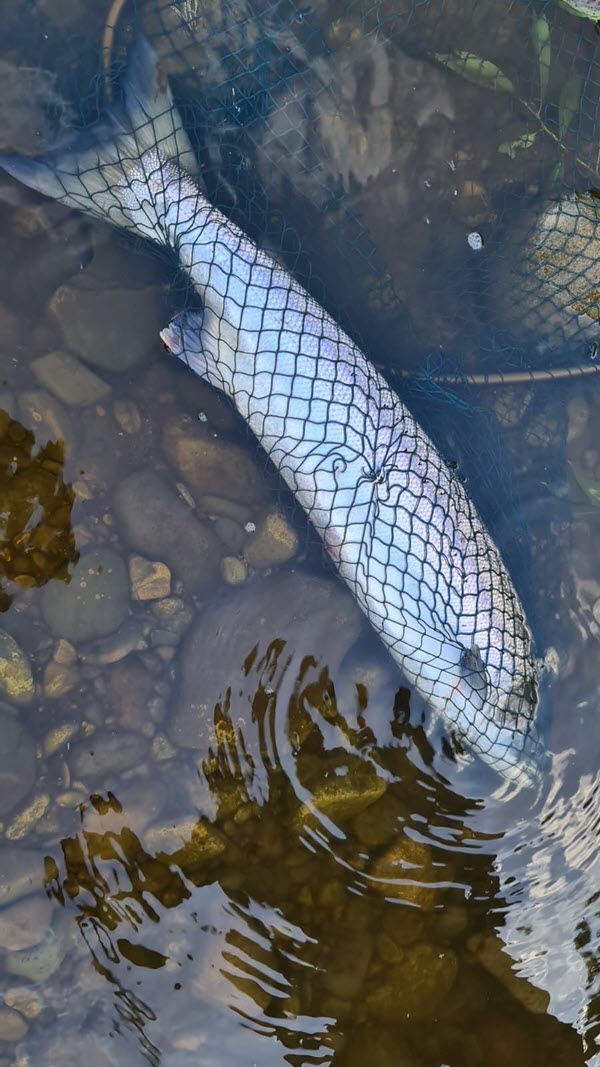 Tyne Salmon
