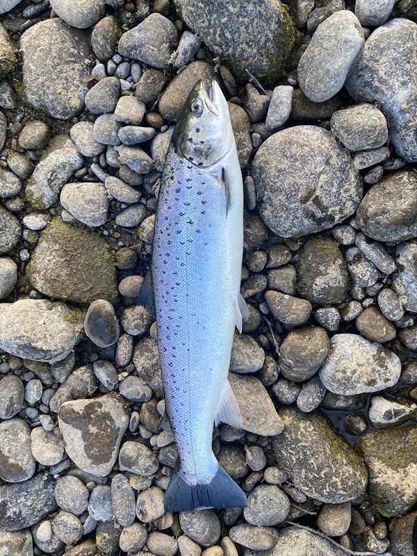 Summer Sea Trout