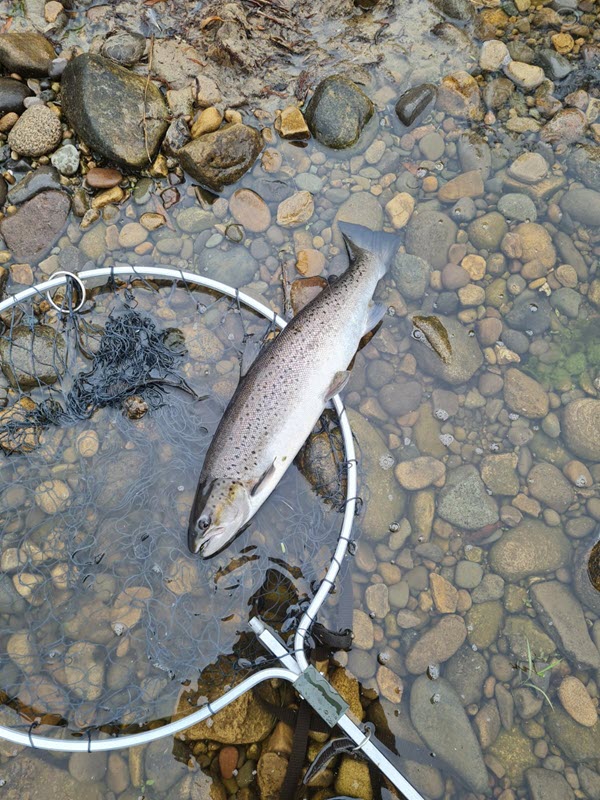 Specimen Sea trout